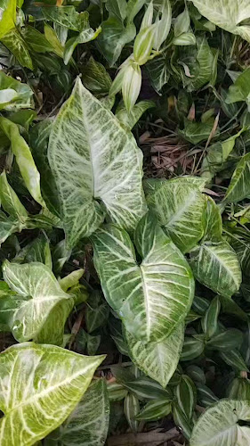 Opinii despre Restaurante Rancho du Peixe în Nova Iguaçu - Gastronomia e hotelaria