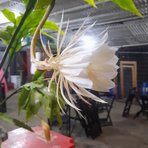 Geléia Hamburgeria e Pizzaria