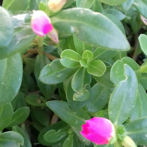 Opinii despre Triangulo Bar în Pentecoste - Gastronomia e hotelaria