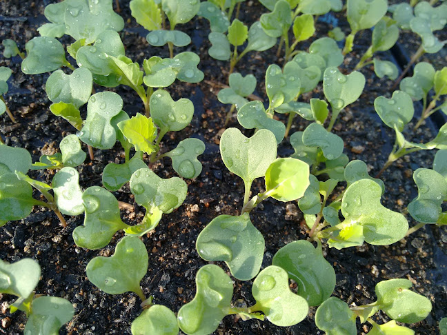 Opinii despre SSJ Aquaponics în Biritiba Mirim - Gastronomia e hotelaria