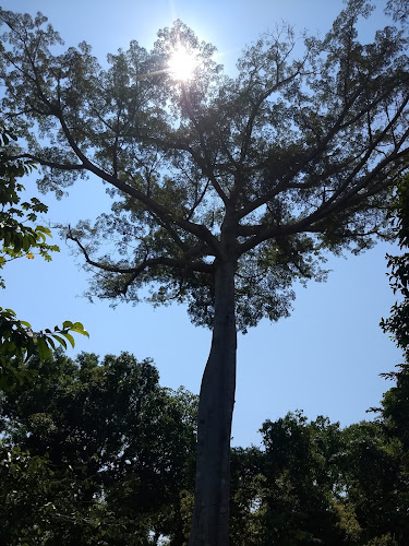 Restaurante Selva Amazônica - Gastronomia e hotelaria