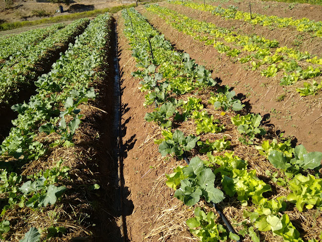 SSJ Aquaponics - Gastronomia e hotelaria