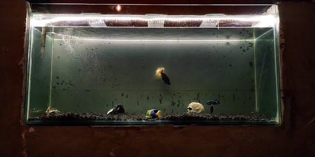 Comentarii opinii despre Horus Bar