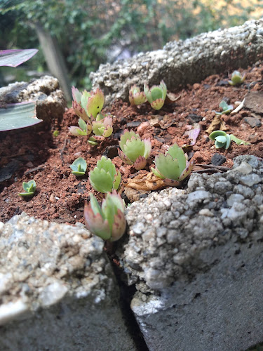 SP-171, Guaratinguetá - SP, Brasil