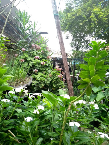 Horta do Papai - Santa Luzia