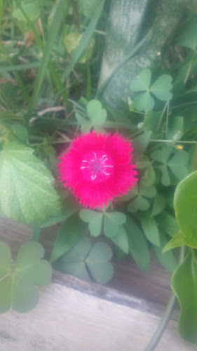 João Bispo dos Santos Salto - Salto