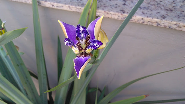 Restaurante Belvedere - Gastronomia e hotelaria