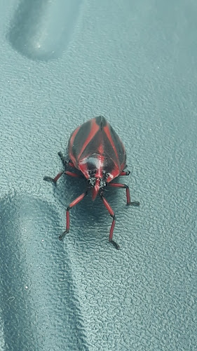 Opinii despre Sorvetes Flor da Nata în São Bernardo do Campo - Gastronomia e hotelaria