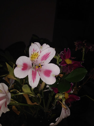 RJ-116, 1 - Papucaia, Cachoeiras de Macacu - RJ, 28680-000, Brasil