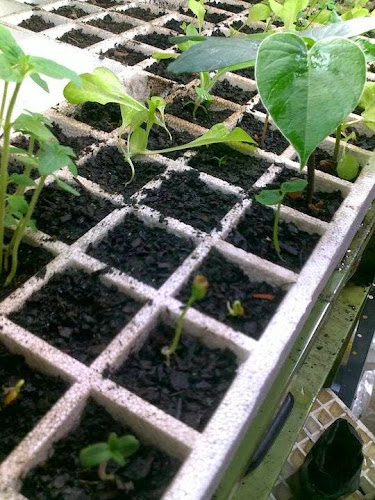 Mirako - Rio de Janeiro