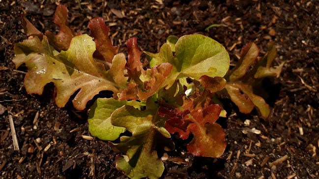 Opinii despre Restaurante Aroma Icaraizinho în Amontada - Gastronomia e hotelaria