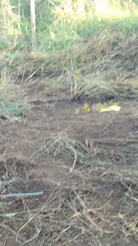 Delicia Do Trigo Padaria - Betim