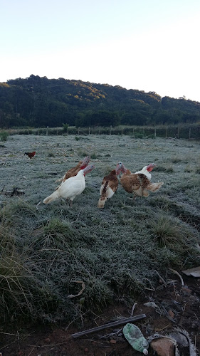 Opinii despre Mercado Almiro Pagel în São Lourenço do Sul - Gastronomia e hotelaria