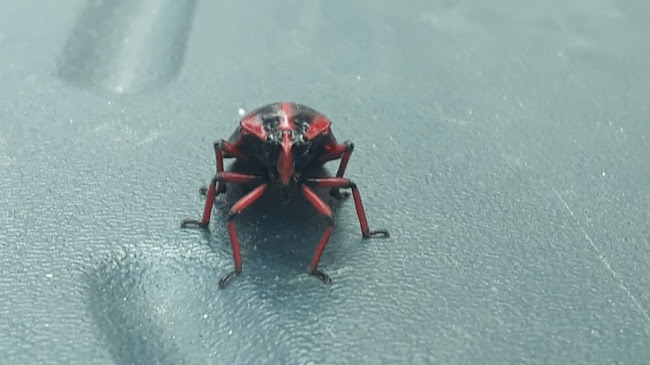 R. Bete Lôbo, 20 - Dos Casa, São Bernardo do Campo - SP, 09846-230, Brasil