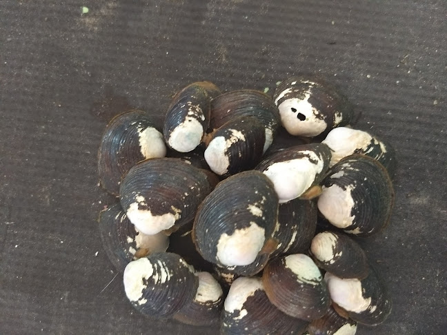 Opinii despre Panificadora Líder Pan în Paulo Afonso - Gastronomia e hotelaria