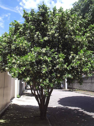 Fritos na Hora - Salgadinhos, Docinhos e Kit Festa - Gastronomia e hotelaria