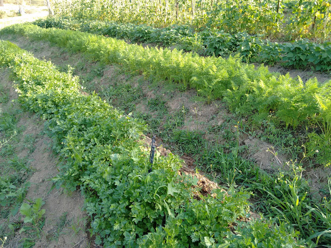 Comentarii opinii despre SSJ Aquaponics