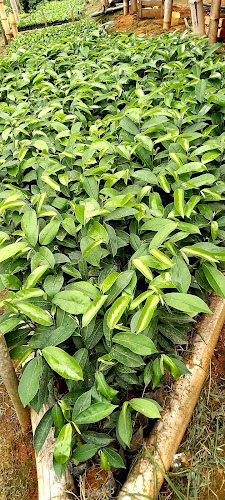 Viveiro de Mudas de Café Kapisch - Afonso Cláudio