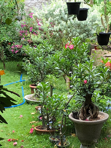 Comentarii opinii despre Quintal de Casa