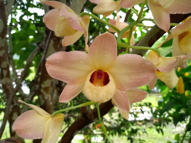 Rua Presidente Lucena, 4737 - Das Rosas, Estância Velha - RS, 93600-000, Brasil