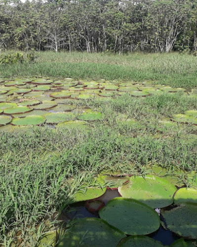 Comentarii opinii despre Restaurante Selva Amazônica