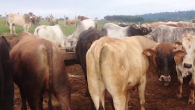 Luiz Carlos Ayres de Campos Piedade