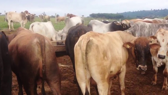 Luiz Carlos Ayres de Campos Piedade