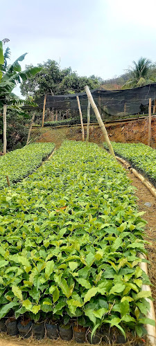 Opinii despre Viveiro de Mudas de Café Kapisch în Afonso Cláudio - Gastronomia e hotelaria