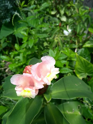 Horta do Papai - Gastronomia e hotelaria