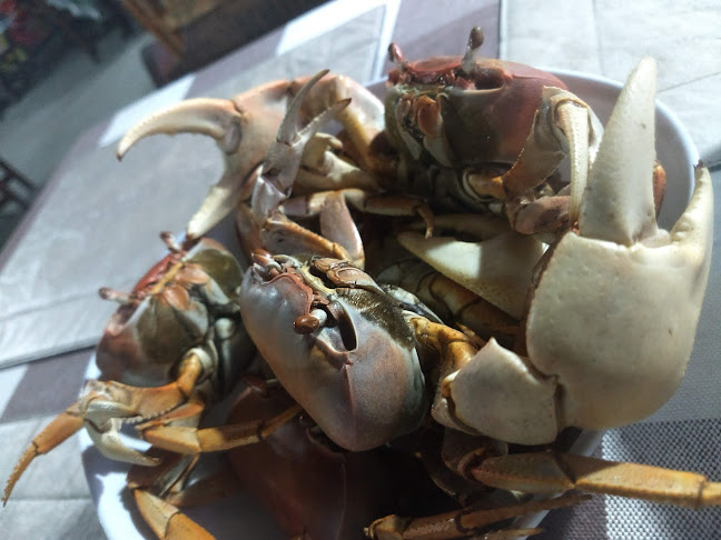 Comentarii opinii despre Ancoreta