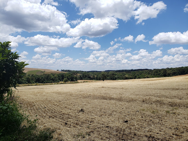BR 277 KM 250 PROXIMO PEDAGIO de, Irati - PR, 84500-000, Brasil