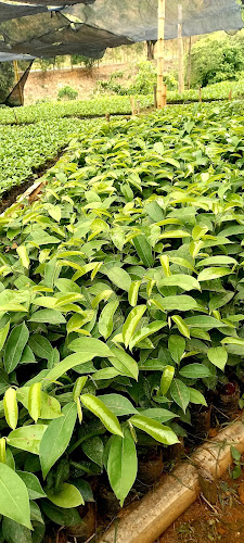 Viveiro de Mudas de Café Kapisch