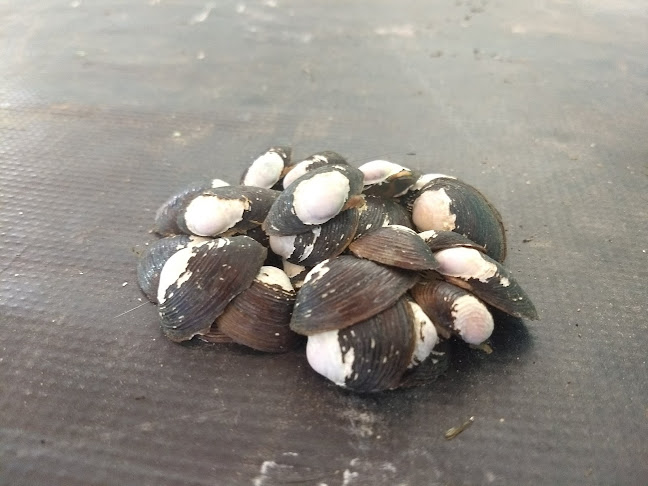 R. Monteiro Lobato, 165 - Tancredo Neves III, Paulo Afonso - BA, 48610-700, Brasil