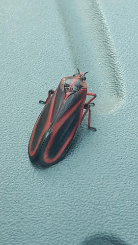 Sorvetes Flor da Nata - Gastronomia e hotelaria