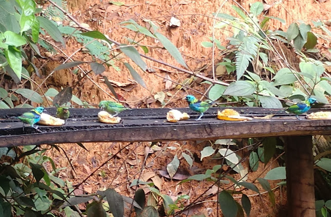 Restaurante do Edu - Gastronomia e hotelaria